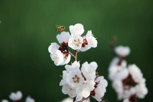 春天鼓舞人心的诗句