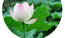 有关荷花的比喻句