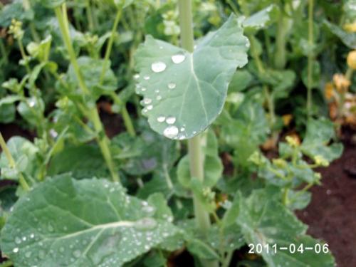 关于春雨的谚语