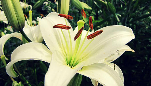 写百合花的比喻句子