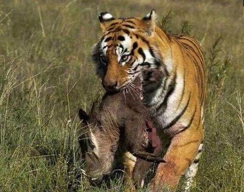 与老虎有关的谚语