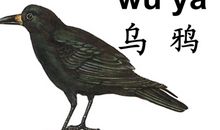 关于乌鸦的比喻句