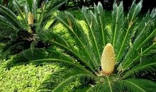 芭蕉结果歇后语