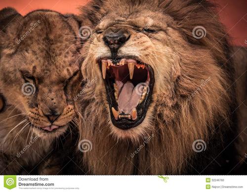 狮子在一个句子