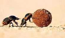 屎壳郎偷粪歇后语