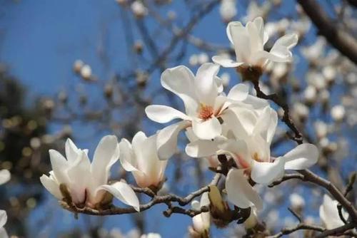 关于种花的谚语