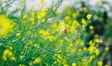 24节气谚语春分