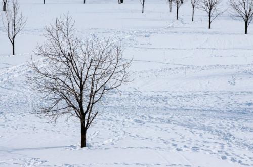 关于雪和农作物的谚语