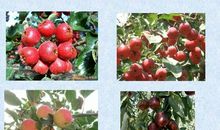 描写山楂的比喻句