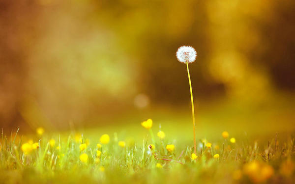 最悲伤和美丽的句子与图片