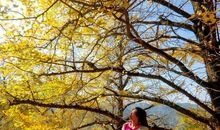 银杏像什么比喻句