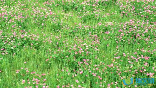 描述性树并行句