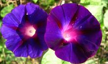 牵牛花上树歇后语