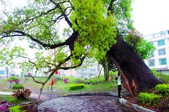 描述榕树的比喻句子