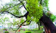 描写榕树的比喻句