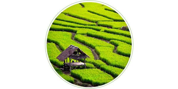 作物一枝花谢厚玉