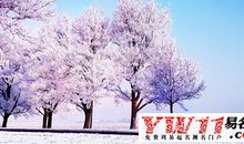 雪描写的句子