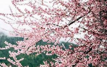 关于带有图片的最美丽的句子