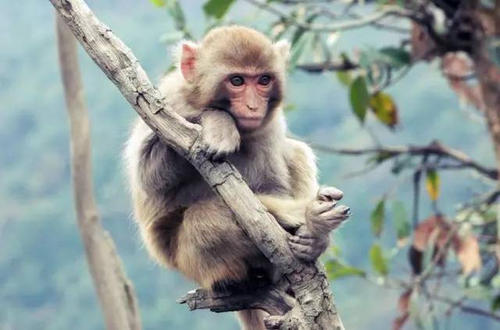 绵羊和猴子谚语