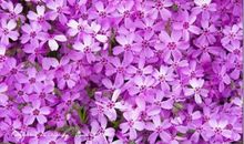 桃花开了的比喻句