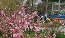 鲜花盛开了比喻句