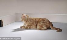 老鼠碰上猫歇后语