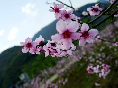 描述桃花的流逝