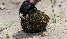 屎克郎戴花的歇后语