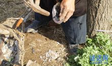 膝盖上钉掌歇后语