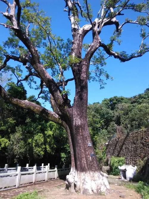 很长一段时间，巴掌