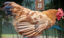 关于母鸡的比喻句