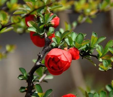 秋海棠花的隐喻