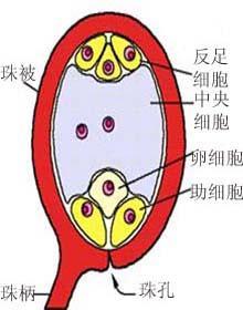 最大的寓言被子