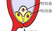 歇后语最大的被子