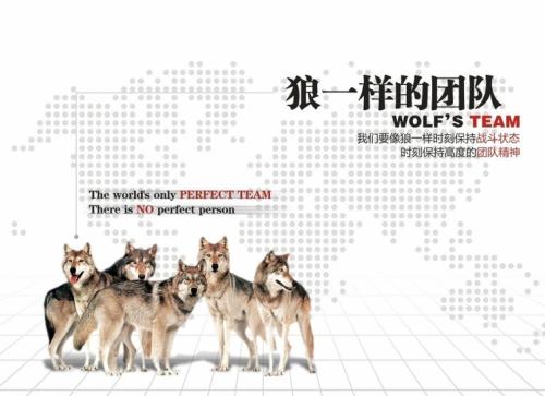 关于卖狼的口号