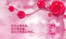 蝶恋花里的著名句子