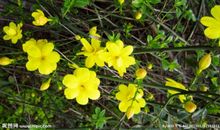 赞迎春花的诗句