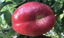 关于桃子的比喻句