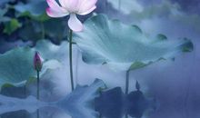 禅意唯美古风句子