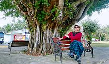 写大榕树的比喻句