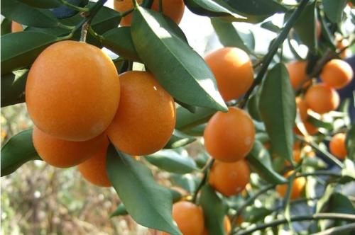 描述桃子的寓言