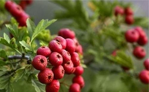 关于山楂的寓言