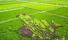 关于稻田的比喻句