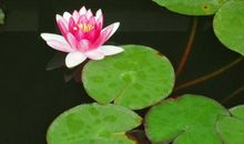 睡莲拟人句