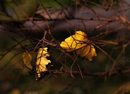 拟人化的句子落叶