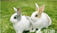 鸭背上泼水歇后语