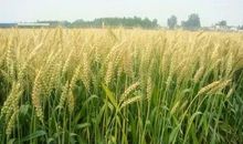 关于小麦的比喻句