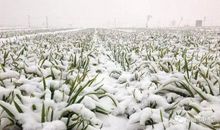 歇后语麦苗当韭菜