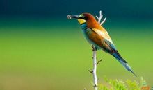 关于鸟的英文谚语