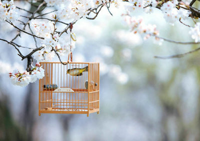 优美的句子和图画的集合:命运之所以存在,仅仅是因为某人太无助了